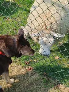 Annelies 03 Close encounter